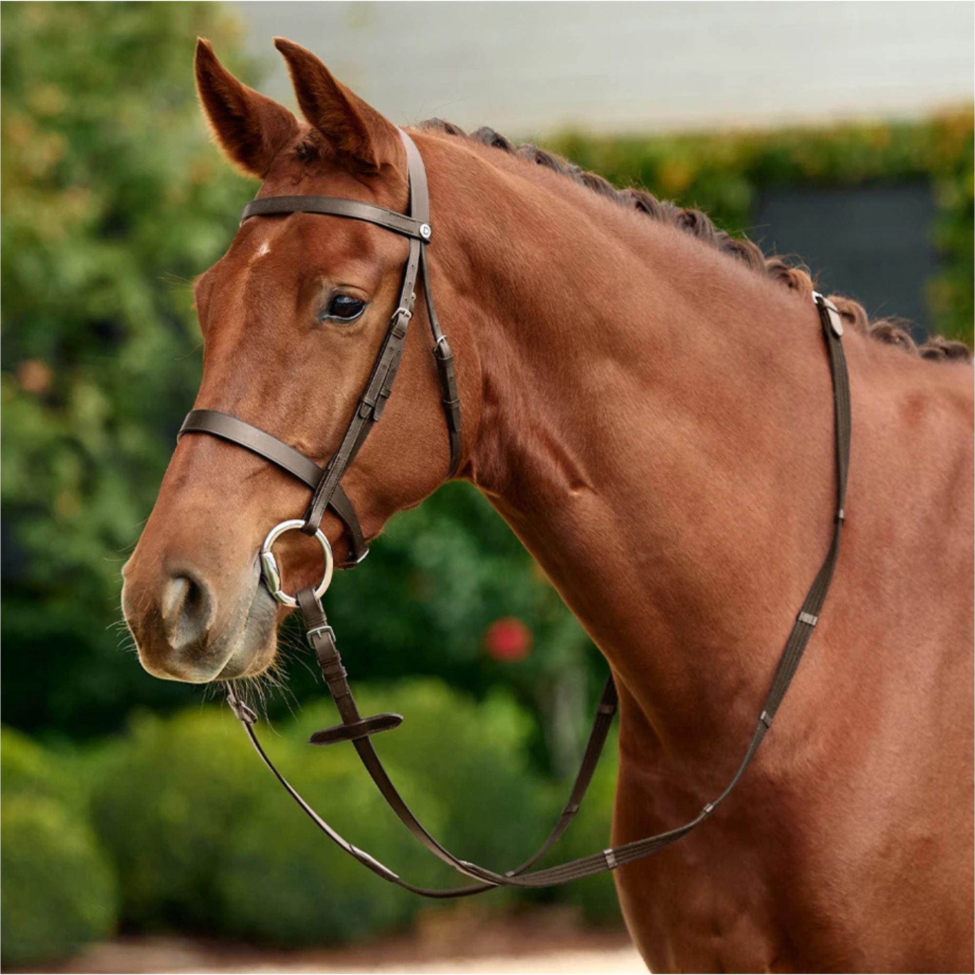 2026 Dublin Flat Cavesson Bridle 1031494 - Brown